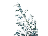 Okrasné stromy Eukalyptus gunnii Silverana 140 160 cm(4)