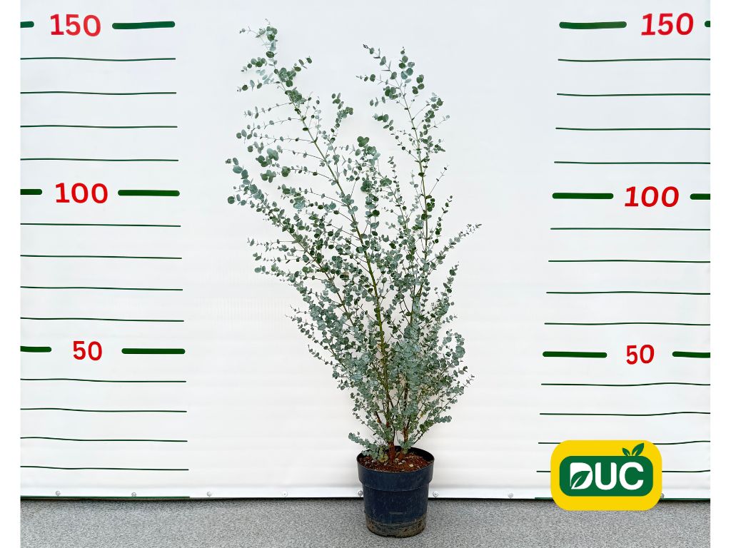 Okrasné stromy Eukalyptus gunnii Silverana 140 160 cm(2)