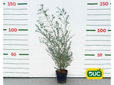 Okrasné stromy Eukalyptus gunnii Silverana 140 160 cm(2)