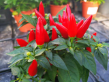 Jesenné kvety Okrasná paprika Sombrero červená(3)