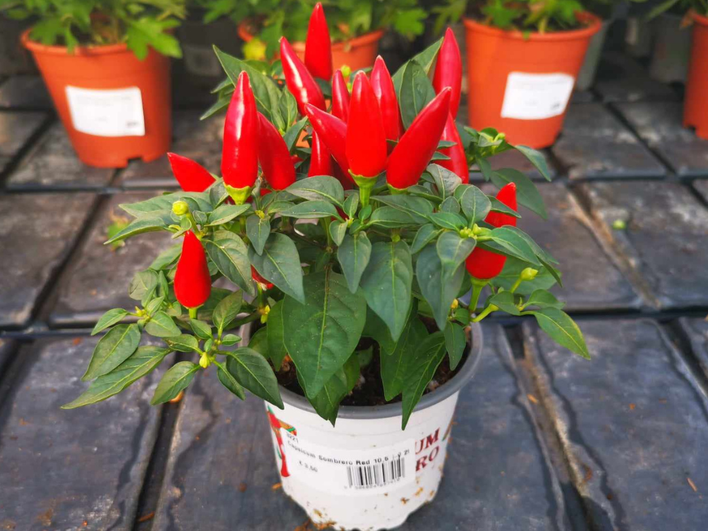 Jesenné kvety Okrasná paprika Sombrero červená(2)