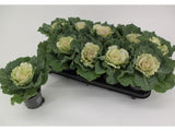 okrasne dreviny ducplant(1030)