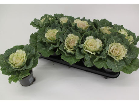 okrasne dreviny ducplant(1030)