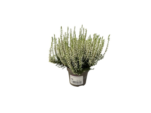 Vresoviskove rastliny vresy(5)