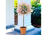 Vŕba japonská Hakuro Nishiki na 100-110 cm kmienku, výška 130-150 cm, kont. 5 l