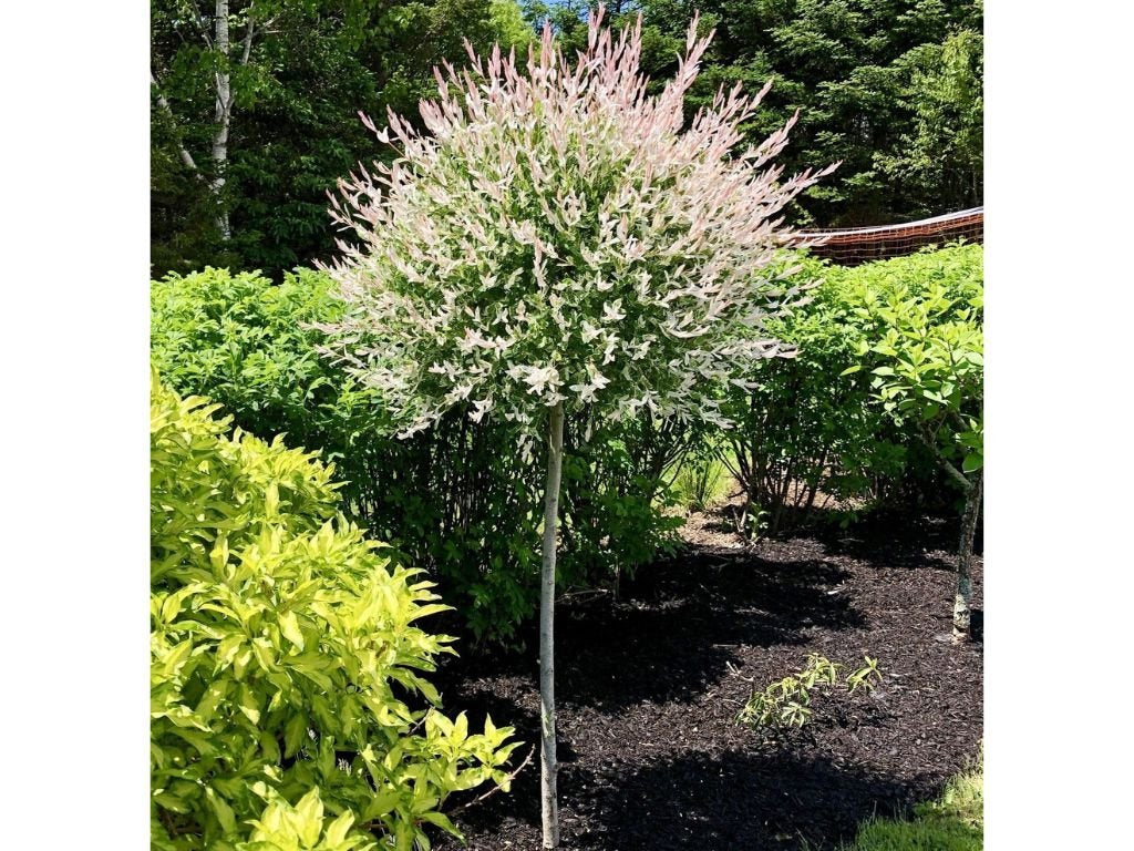 Vŕba japonská Hakuro Nishiki na 100-110 cm kmienku, výška 130-150 cm, kont. 5 l