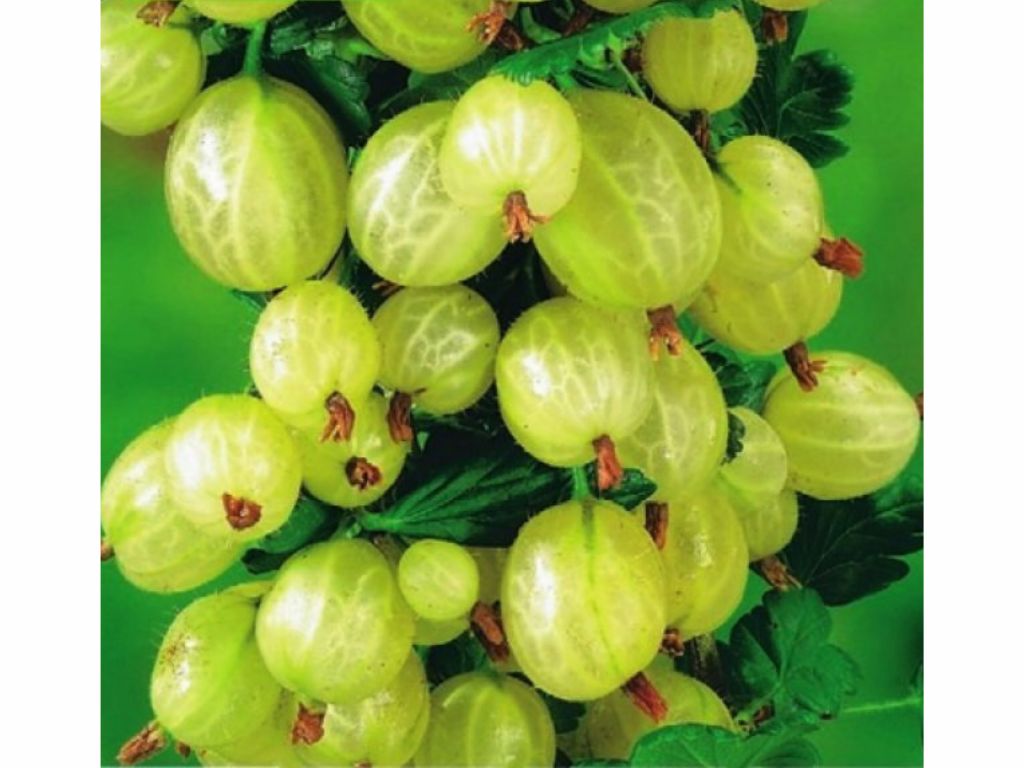 Drobné ovocie Egreš stromčekový biely Mucurines