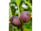 drobné ovocie ducplant(115)