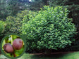 drobné ovocie ducplant(114)