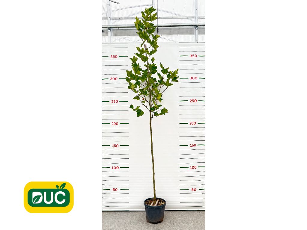 Okrasné stromy Platan javorolistý 280 350 cm(2)