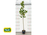 Okrasné stromy Platan javorolistý 280 350 cm(2)