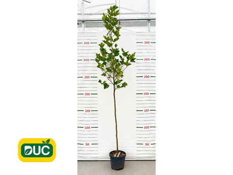 Okrasné stromy Platan javorolistý 280 350 cm(2)