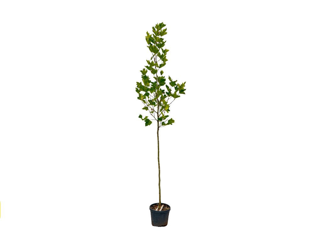 Okrasné stromy Platan javorolistý 280 350 cm(7)