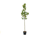 Okrasné stromy Platan javorolistý 280 350 cm(7)