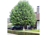 Okrasné stromy Platan javorolistý 280 350 cm(5)