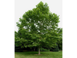 Okrasné stromy Platan javorolistý 280 350 cm(6)