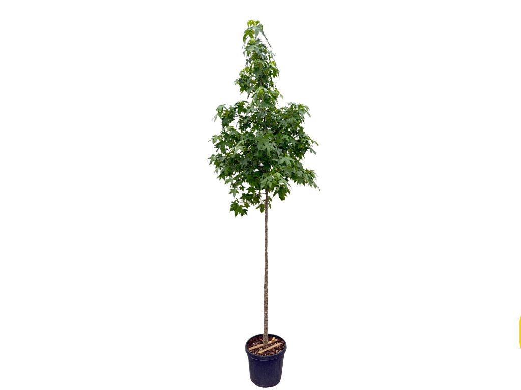 Dreviny na kmienku Ambrovník styraxový na kmienku 250 350 cm(5)