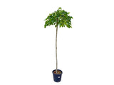 Dreviny na kmienku Brest horský Pendula na 200 220cm kmeni(4)