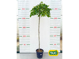 Dreviny na kmienku Brest horský Pendula na 200 220cm kmeni(2)