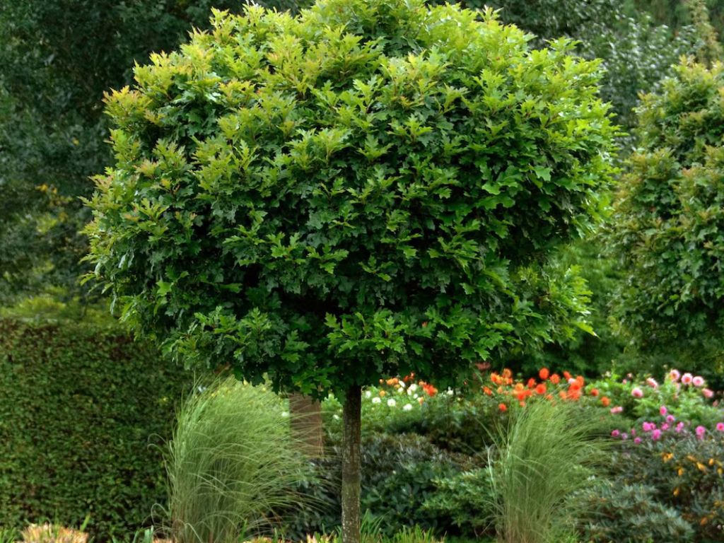 Dreviny na kmienku Dub močiarny Green Dwarf na 200 220cm kmeni, v. 240 280cm, obv. kmeňa 6 8cm(1)