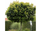 Dreviny na kmienku Dub močiarny Green Dwarf na 200 220cm kmeni, v. 240 280cm, obv. kmeňa 6 8cm(7)