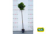 Dreviny na kmienku Dub močiarny Green Dwarf na 200 220cm kmeni, v. 240 280cm, obv. kmeňa 6 8cm(2)