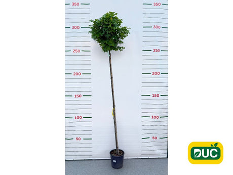 Dreviny na kmienku Dub močiarny Green Dwarf na 200 220cm kmeni, v. 240 280cm, obv. kmeňa 6 8cm(2)