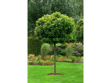 Dreviny na kmienku Dub močiarny Green Dwarf na 200 220cm kmeni, v. 240 280cm, obv. kmeňa 6 8cm(4)