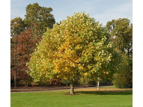 Liliovník tulipánokvětý (Liriodendron tulipifera), výška 110–170 cm, květináč 5 l