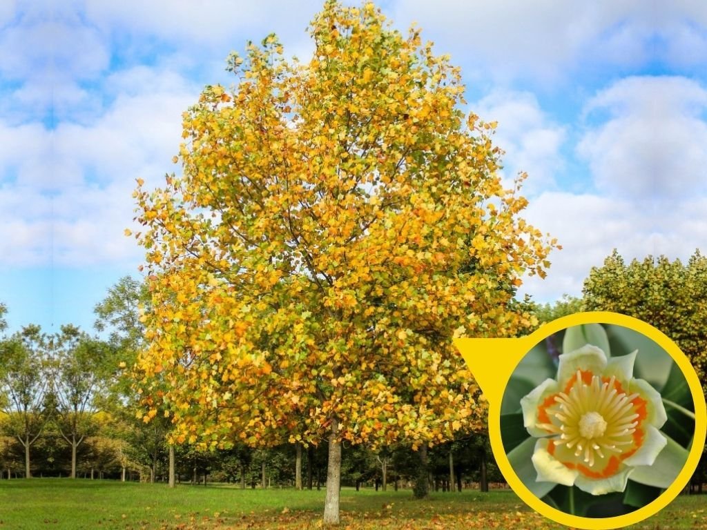 Liliovník tulipánokvětý (Liriodendron tulipifera), výška 110–170 cm, květináč 5 l