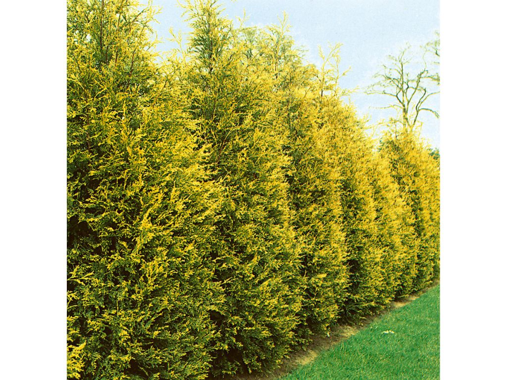 okrasne dreviny ducplant(356)