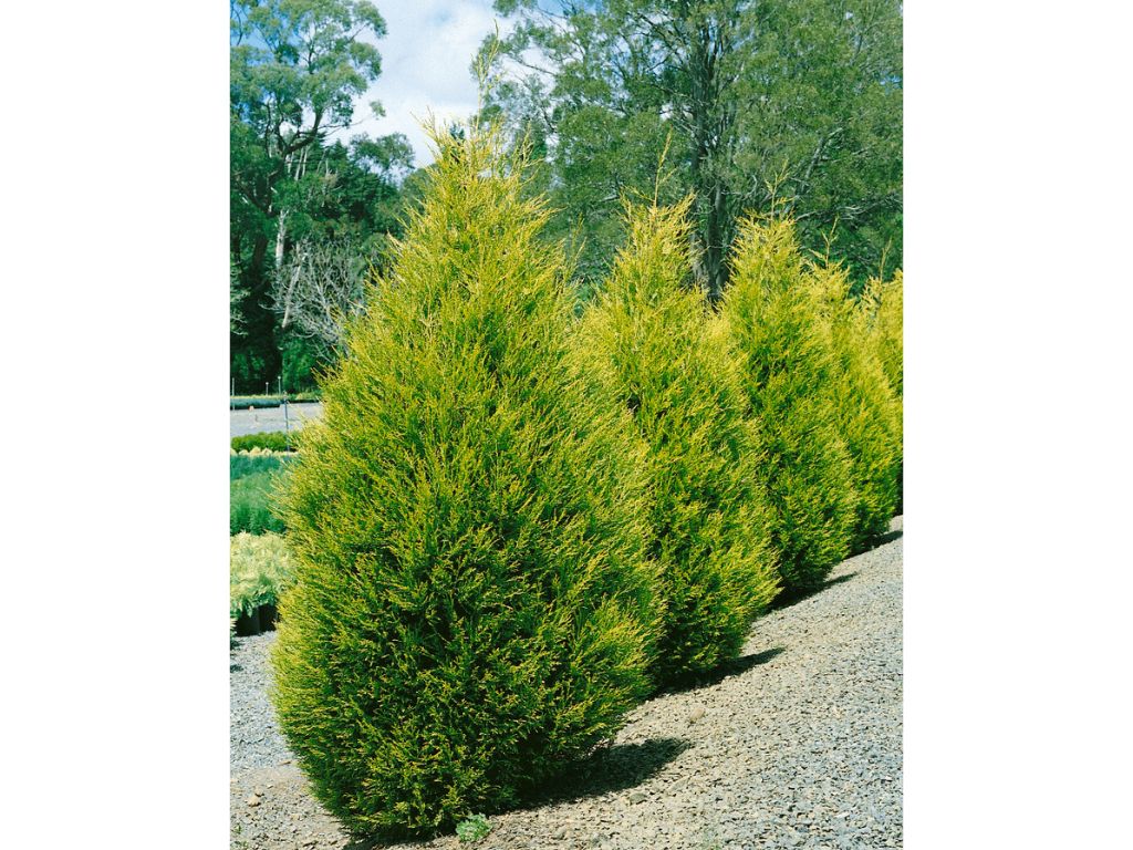 okrasne dreviny ducplant(354)