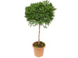 Dreviny na kmienku Kryptoméria japonská Globosa Nana na cca 90cm kmienku(1)