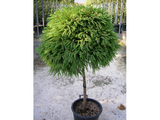 Dreviny na kmienku Kryptoméria japonská Globosa Nana na cca 90cm kmienku(5)