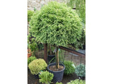 Dreviny na kmienku Kryptoméria japonská Globosa Nana na cca 90cm kmienku(3)