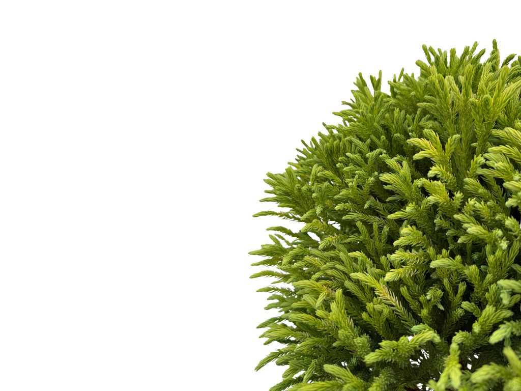 Dreviny na kmienku Kryptoméria japonská Globosa Nana na cca 90cm kmienku(4)