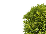 Dreviny na kmienku Kryptoméria japonská Globosa Nana na cca 90cm kmienku(4)