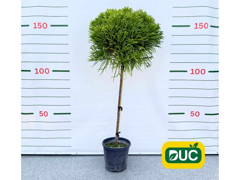 Dreviny na kmienku Kryptoméria japonská Globosa Nana na cca 90cm kmienku(2)