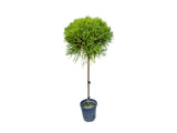 Dreviny na kmienku Kryptoméria japonská Globosa Nana na cca 90cm kmienku(8)
