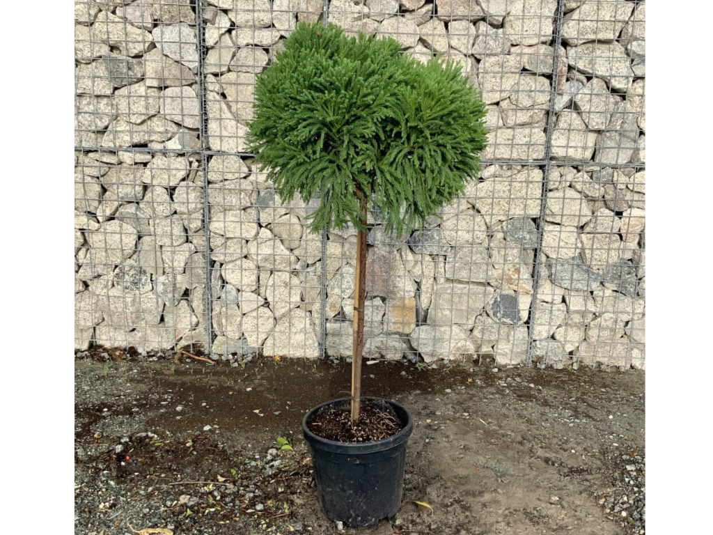 Dreviny na kmienku Kryptoméria japonská Globosa Nana na cca 90cm kmienku(6)