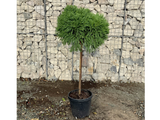 Dreviny na kmienku Kryptoméria japonská Globosa Nana na cca 90cm kmienku(6)
