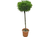 Dreviny na kmienku Kryptoméria japonská Globosa Nana na cca 90cm kmienku(7)