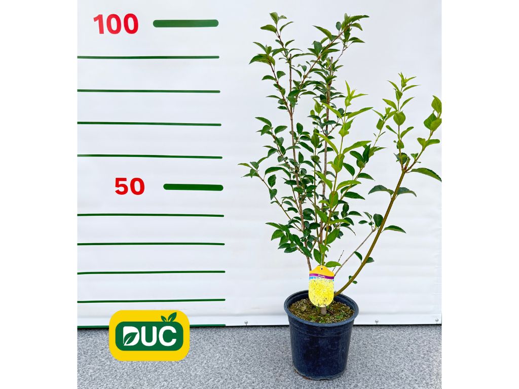Okrasné kry Zlatý dážď 70 100 cm(2)