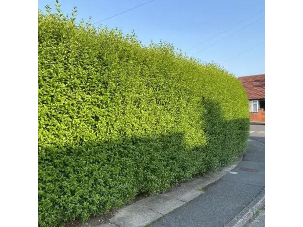 Okrasné kry Vtáčí zob obyčajný 40 70 cm(8)