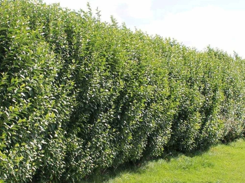 Okrasné kry Vtáčí zob obyčajný 40 70 cm(9)