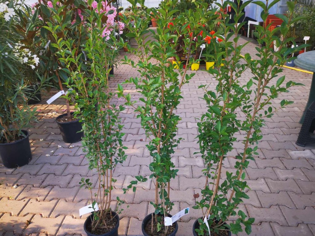 Okrasné kry Vtáčí zob obyčajný 40 70 cm(11)