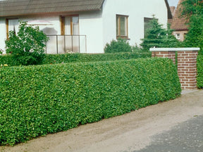 Okrasné kry Vtáčí zob obyčajný 40 70 cm(1)