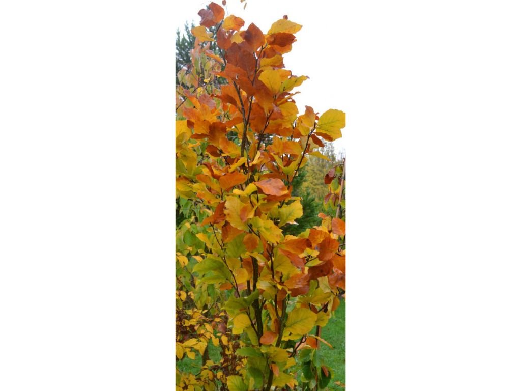 Okrasné stromy Buk lesný Dawyck Gold 170 200 cm(5)