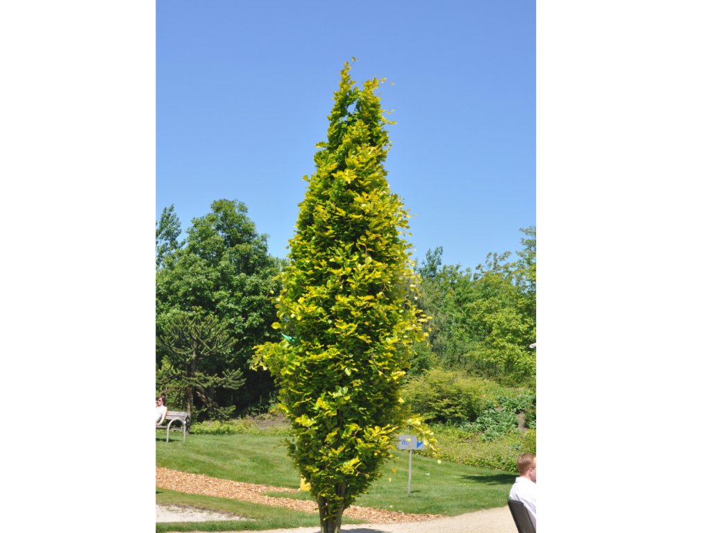 Okrasné stromy Buk lesný Dawyck Gold 170 200 cm(6)