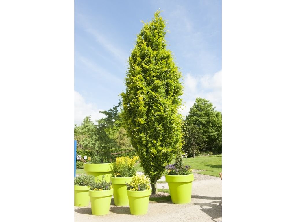 Okrasné stromy Buk lesný Dawyck Gold 170 200 cm(8)
